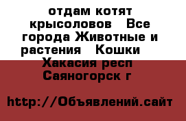 отдам котят крысоловов - Все города Животные и растения » Кошки   . Хакасия респ.,Саяногорск г.